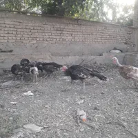 جوجه بقلمون ۵ماه ۵۰۰هزارت جوجه مرغ طاقچه|پرنده|چناران, |دیوار