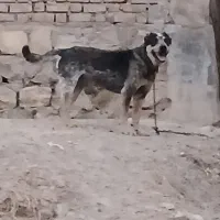 سگ صحیح سالم