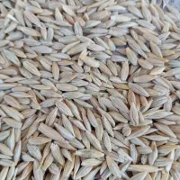 جوه|خوردنی و آشامیدنی|سنقر, |دیوار