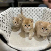 بچه گربه بریتیش گلد اصل