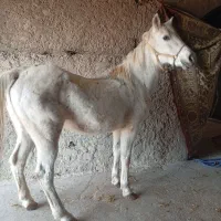 مادیان ترک قشقایی