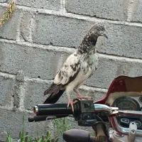 کفترپاکستانی|پرنده|میناب, |دیوار