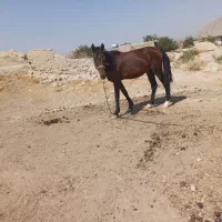 اسب نر نجیب ورام|اسب و تجهیزات اسبسواری|بیضا, |دیوار