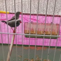 دو عدد فنچ نر و ماده