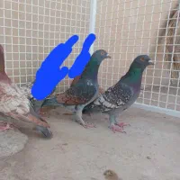 قره و طاووسی|پرنده|شیراز, آزادگان|دیوار