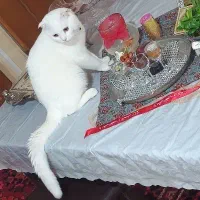 گربه اسکاتیش نر آماده جفت گیری