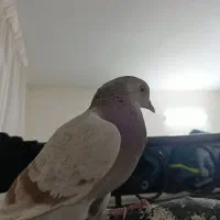 کفتر گمشده|حیوانات|تهران, شهرک رضویه|دیوار