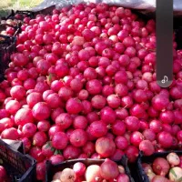 انار در کوهدشت منطقه طرهان کوشکی چعاپیت|عمدهفروشی|طرهان, |دیوار