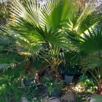 یاس هلندی شمشاد لاوسون پالم یوکا سروشیراز