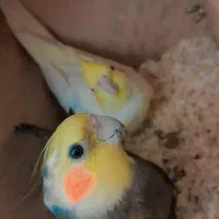 یه جفت عروس هلندی نر و ماده .