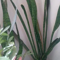 گل سانسوریا