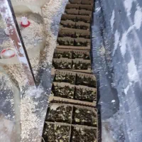 فروش جوجه بلدرچین اصل ژاپنی|حیوانات مزرعه|اطاقور, |دیوار