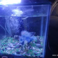 آکواریوم سالم با در فروش فوری 28 در28 بدون لوازم|ماهی|قائن, |دیوار