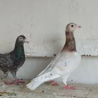 کبوتر نرماده سار|پرنده|گنبد کاووس, |دیوار