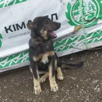 توله سگ عراقی