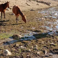 اسب مادیان فروشی|اسب و تجهیزات اسب‌سواری|بجنورد, |دیوار