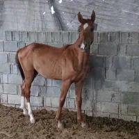 کره اسب نریون|اسب و تجهیزات اسب‌سواری|کازرون, |دیوار