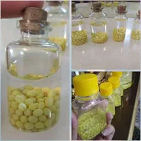 خاویار حلزون