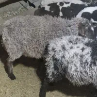 فروش بره ماده رومانف