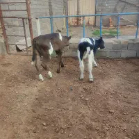 گوساله جنس دار