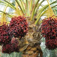 تمیزکاری درخت خرما و خوشه بری