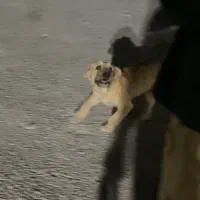 سگ گمشده|حیوانات|فردیس, شهرک ناز|دیوار