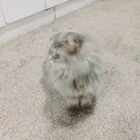 گربه پرشیین خوشگل|گربه|خرمشهر, |دیوار