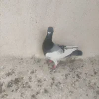 کفتر|پرنده|شیراز, جرسقان|دیوار