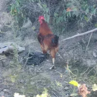 اصلاندوز|پرنده|اصلاندوز, |دیوار