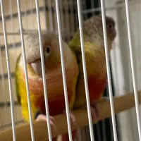 گرین چیک مولد|پرنده|بیرجند, |دیوار