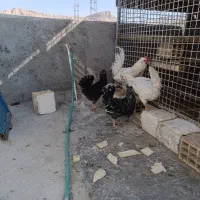 مرغ وخروس جوان