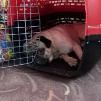 سگ نژاد پاگ|سگ|تهران, توحید|دیوار