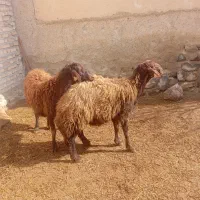 قوچ هترو|حیوانات مزرعه|ماهنشان, |دیوار