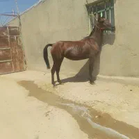 اسب مادیان همراه کره
