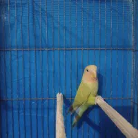 کوتوله|پرنده|اصفهان, عاشقآباد|دیوار