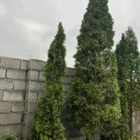 تویا آمریکا دم روباه طلایی ژونی پروس ستاره ای اورس|گل و گیاه طبیعی|تنکابن, |دیوار