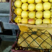 سیب درج یک|عمده‌فروشی|اهر, |دیوار