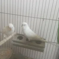 مرغ عشق|پرنده|فسا, |دیوار