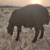 قوچ همو معامله با میش افشار یاسیاه سام|حیوانات مزرعه|اصفهان, ملک‌شهر|دیوار