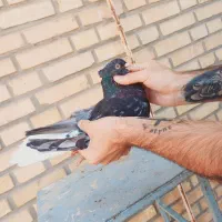 کوهی دم سفید نر|پرنده|کارون, |دیوار