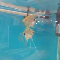 ماهی انجل سوپر باله وارداتی