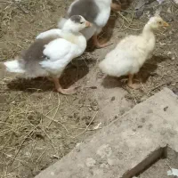 غاز|حیوانات مزرعه|کارون, |دیوار