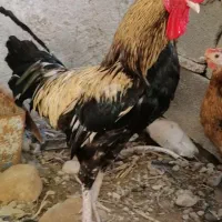 خروس|حیوانات مزرعه|چغادک, |دیوار