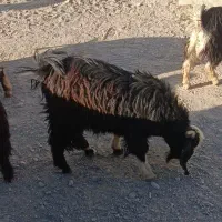 فروش بره نر وتروشت