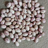 لوبیای چیتی غفاری درجه یک ۲ تن