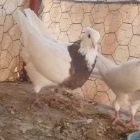 طوقی نر وماده خال سیاه باجوجه وروی تخم|پرنده|شاهین‌شهر, شهرک ردانی پور|دیوار