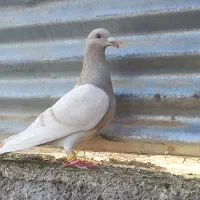 کبوتر کرم ماده