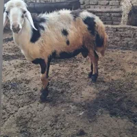 قورچ وبره قورچ