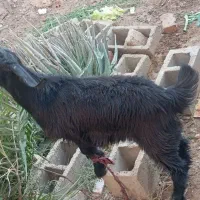 یک عدد گوسفند مادگ|حیوانات مزرعه|خاش, |دیوار