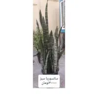 گل و گیاه طبیعی|گل و گیاه طبیعی|خوی, |دیوار